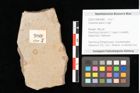 Foto (Objekt + Etikett) von Castanea atavia Unger (NHMW-GEO-2024-0188-0980)